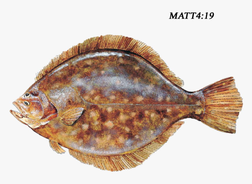 Southern Flounder, HD Png Download