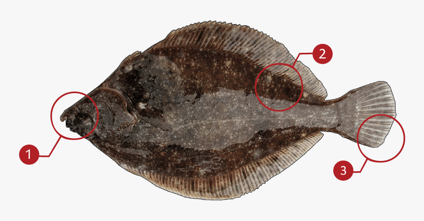 Sole, HD Png Download