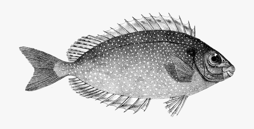 Siganus Fuscescens - Pinspotted Spinefoot, HD Png Download