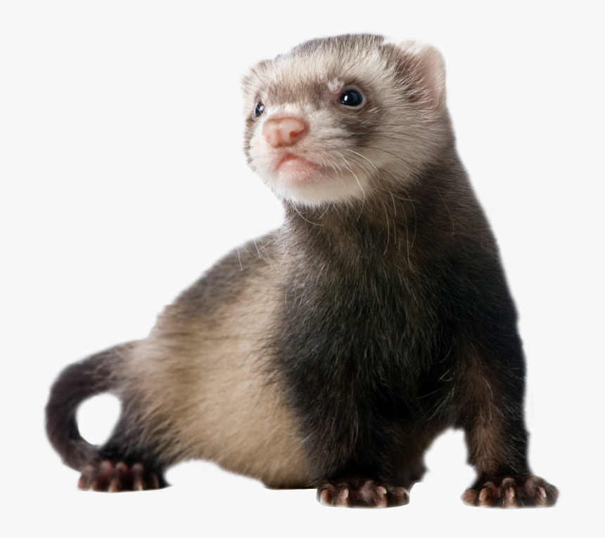 Ferret Standing Png Image - Transparent Ferret Png, Png Download