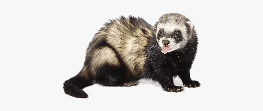 Your Commanding Voice - Sesks Latvijā, HD Png Download