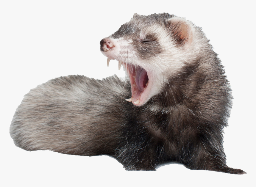 Ferret Screaming, HD Png Download , Transparent Png Image PNGitem