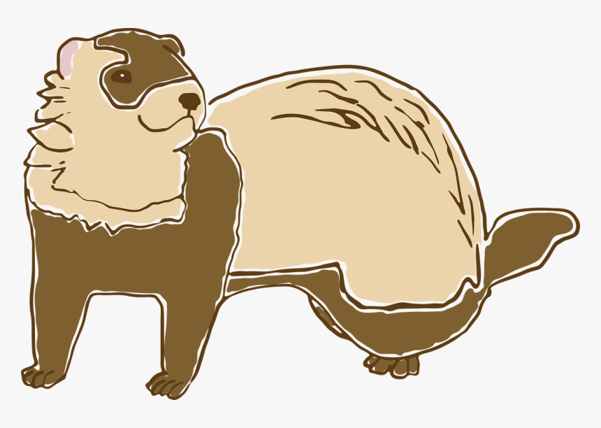 Ferret, HD Png Download