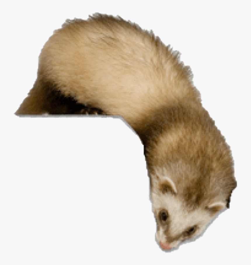 Ferret Transparent Png, Png Download
