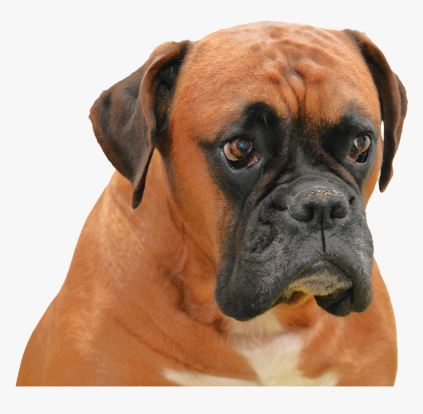 Boxer Png Image - Boxer Dog Transparent Background, Png Download
