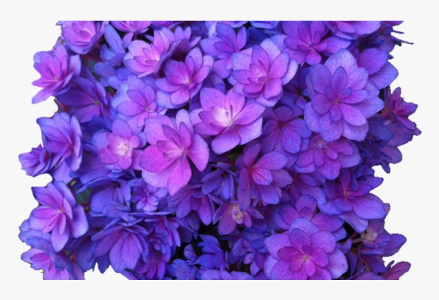Flower Purple Png Multi Transparent Hydrangea Transparent - Flowers Transparent Background Purple, Png Download