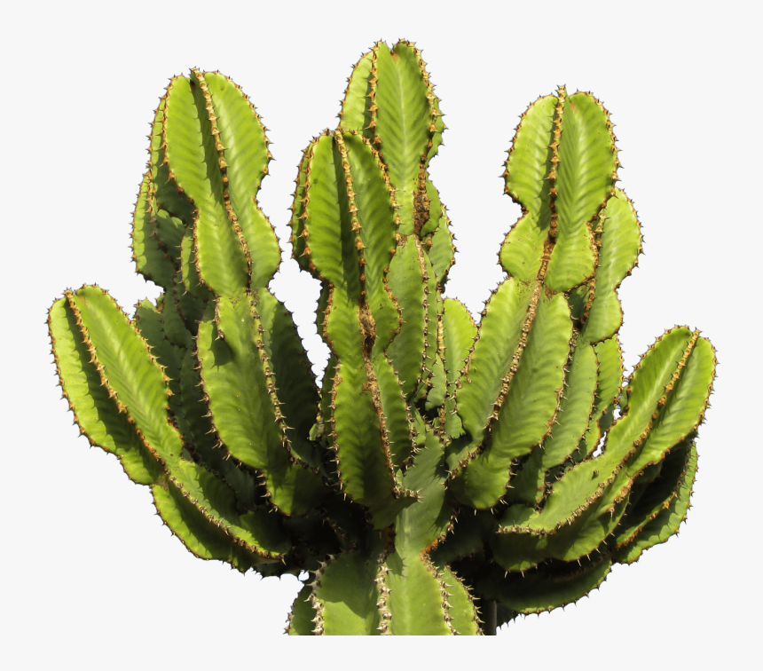 Download Cactus Clipart Png Photo - Cactus Png, Transparent Png