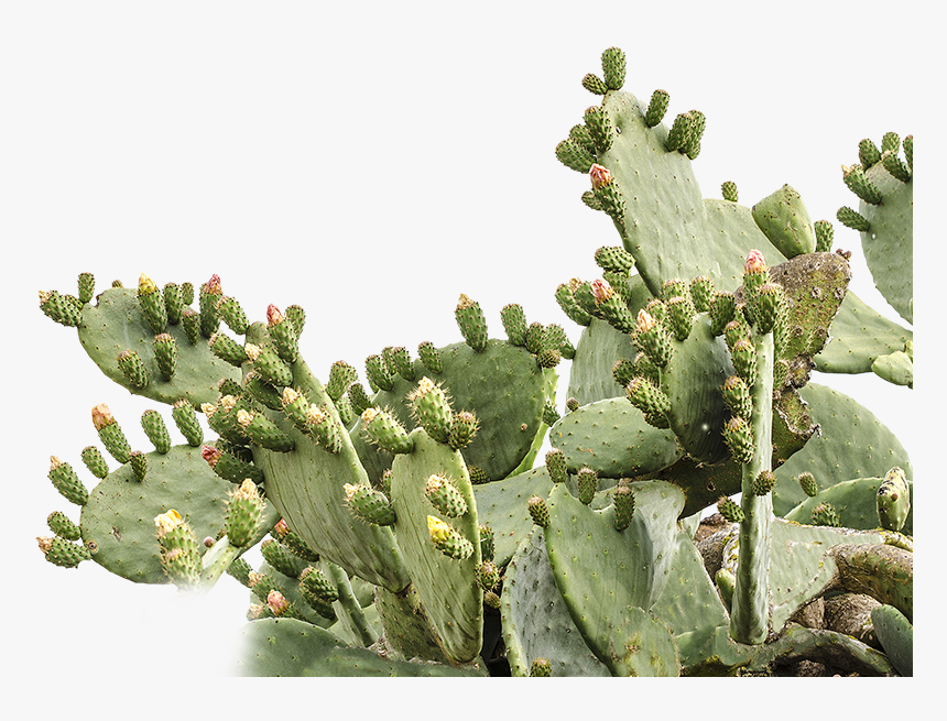 Prickly Pear Png Picture - Prickly Pear Cactus Transparent, Png Download