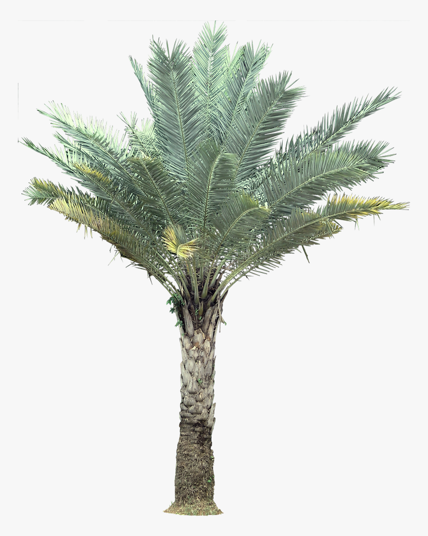 Wild Date Palm Png, Transparent Png