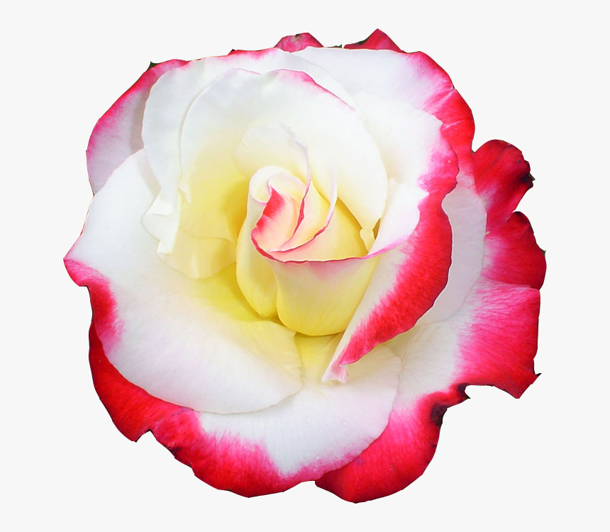 Tubes Transparent Rose Png, Png Download