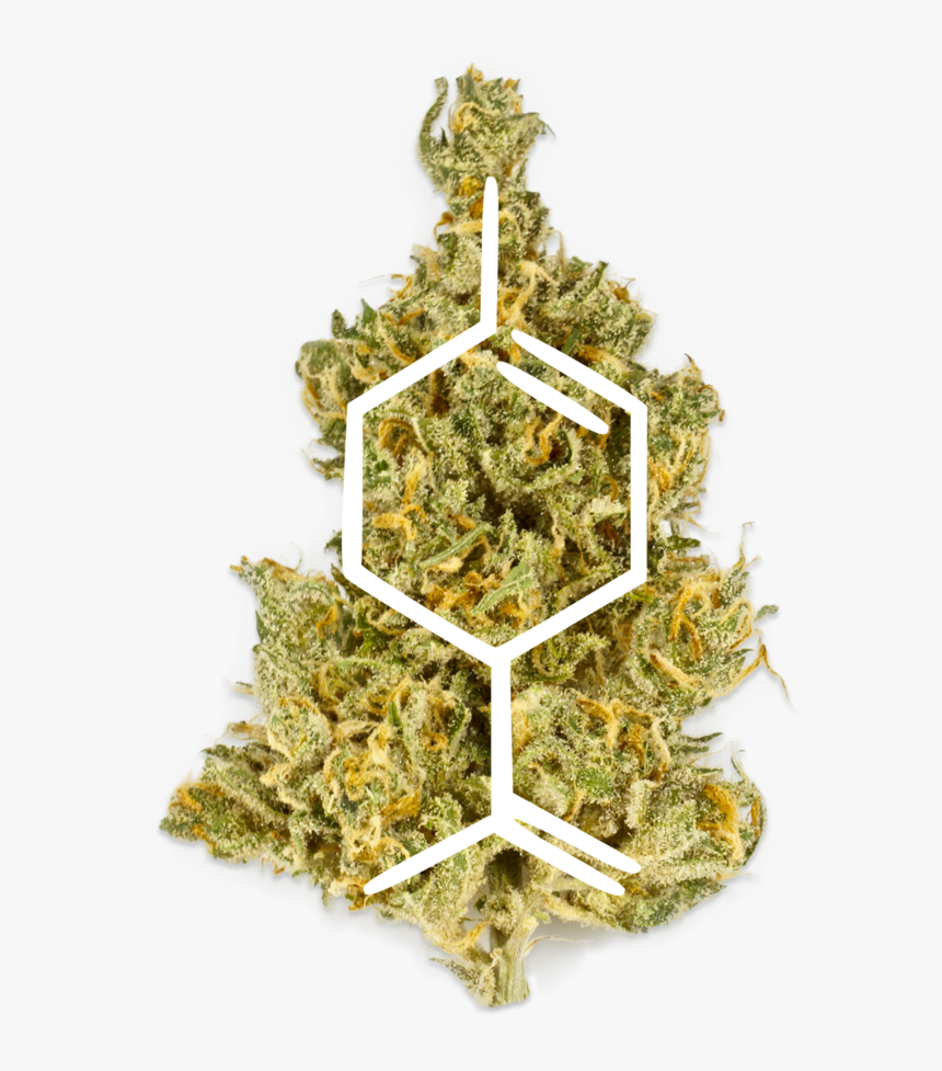 Untitled-1 - Fir, HD Png Download