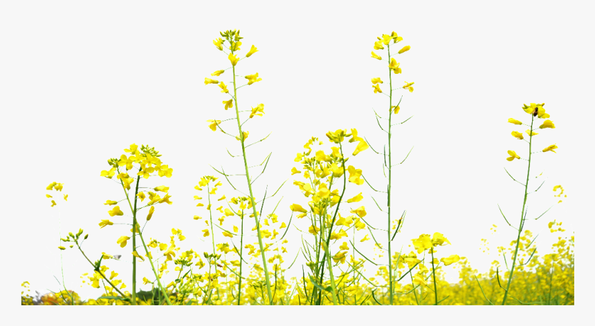 Rapeseed Flower Field Transparent Decoration Under - Yellow Flower Field Png, Png Download