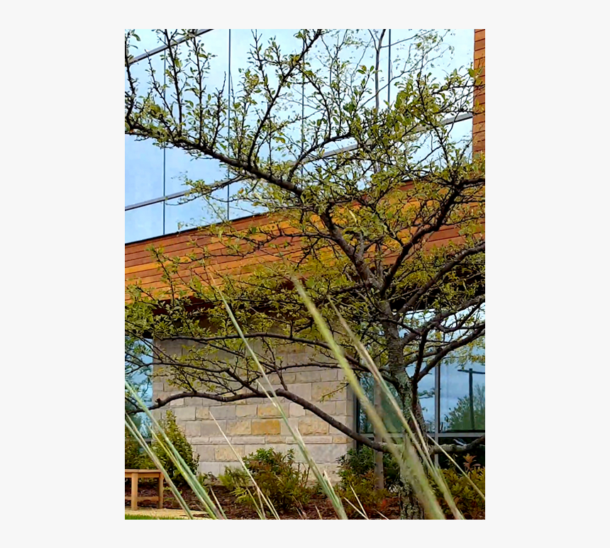 Plantation, HD Png Download