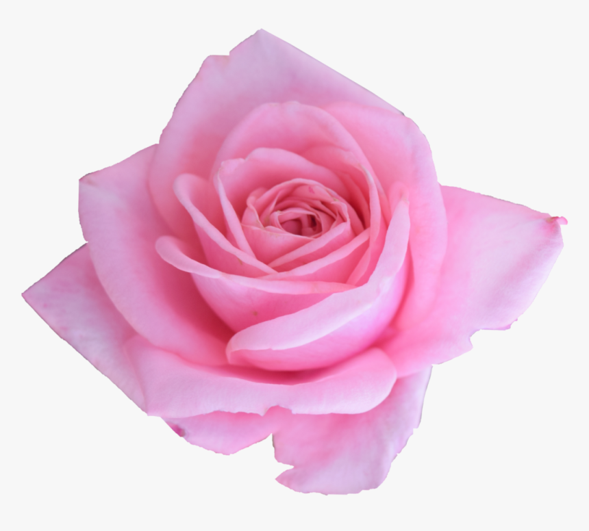 Garden Roses, HD Png Download