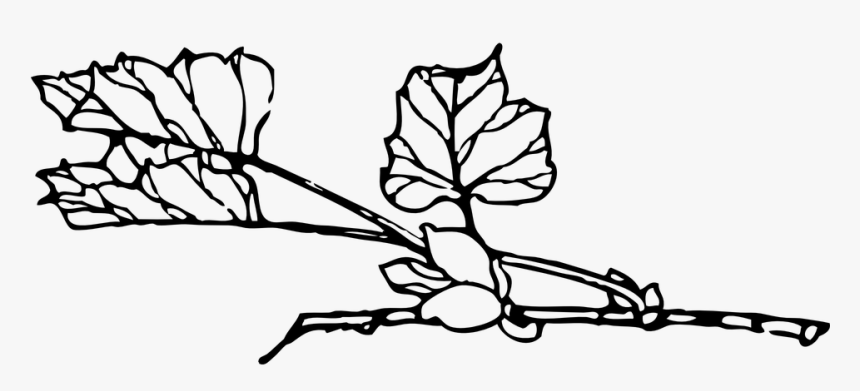Transparent Leaves Black And White Clipart - Cây Đen Trắmh Png, Png Download