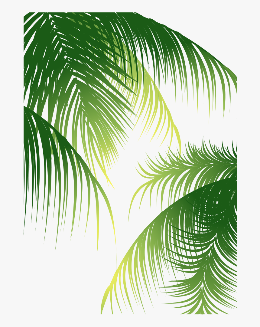 Euclidean Arecaceae Coconut Material - Coconut Leaves Vector Png, Transparent Png