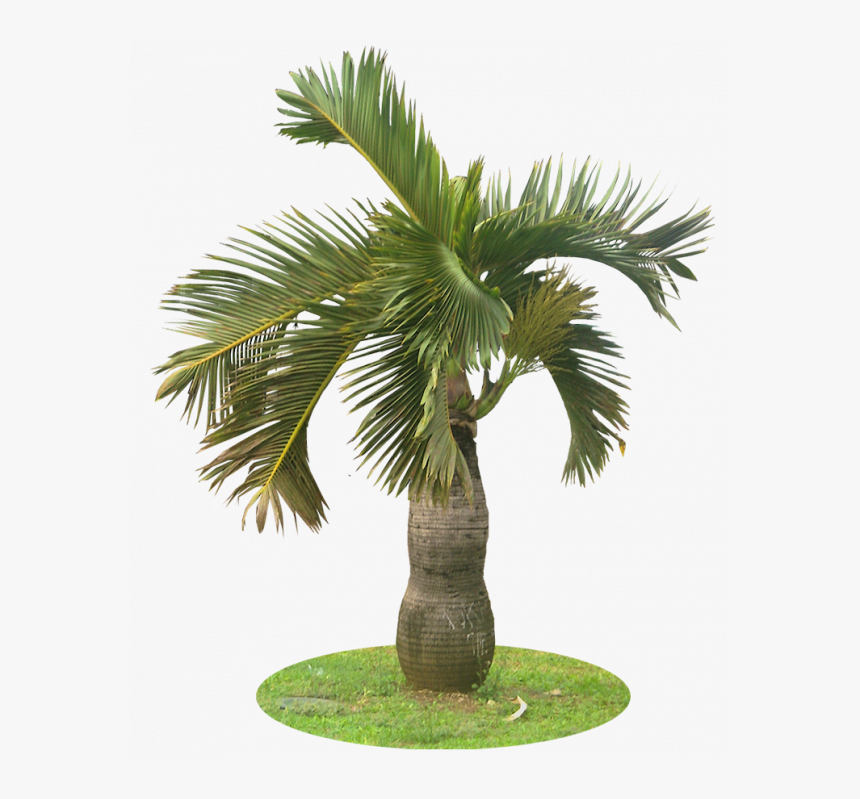 Garden Palm Tree Png, Transparent Png