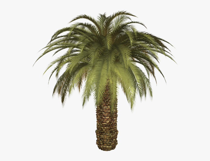 Palmtree Png Free Download - Date Palm Transparent Background, Png Download