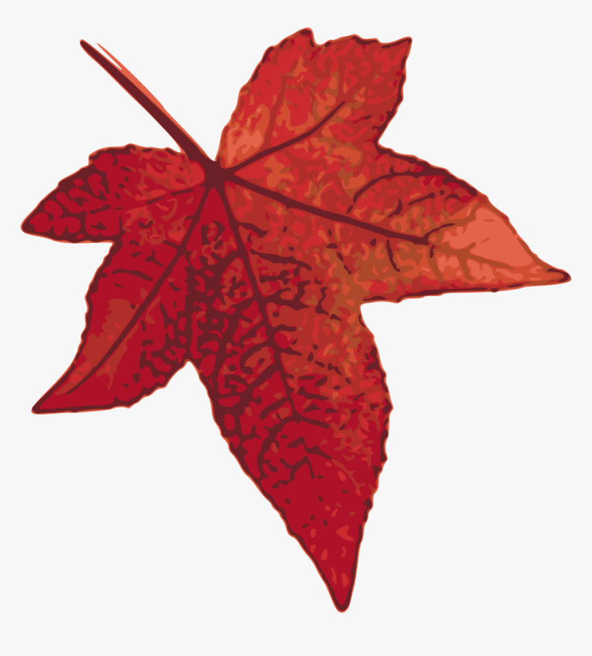 Fall Clipart Maple Tree Red Oak Leaf Clipart Hd Png Download Transparent Png Image Pngitem