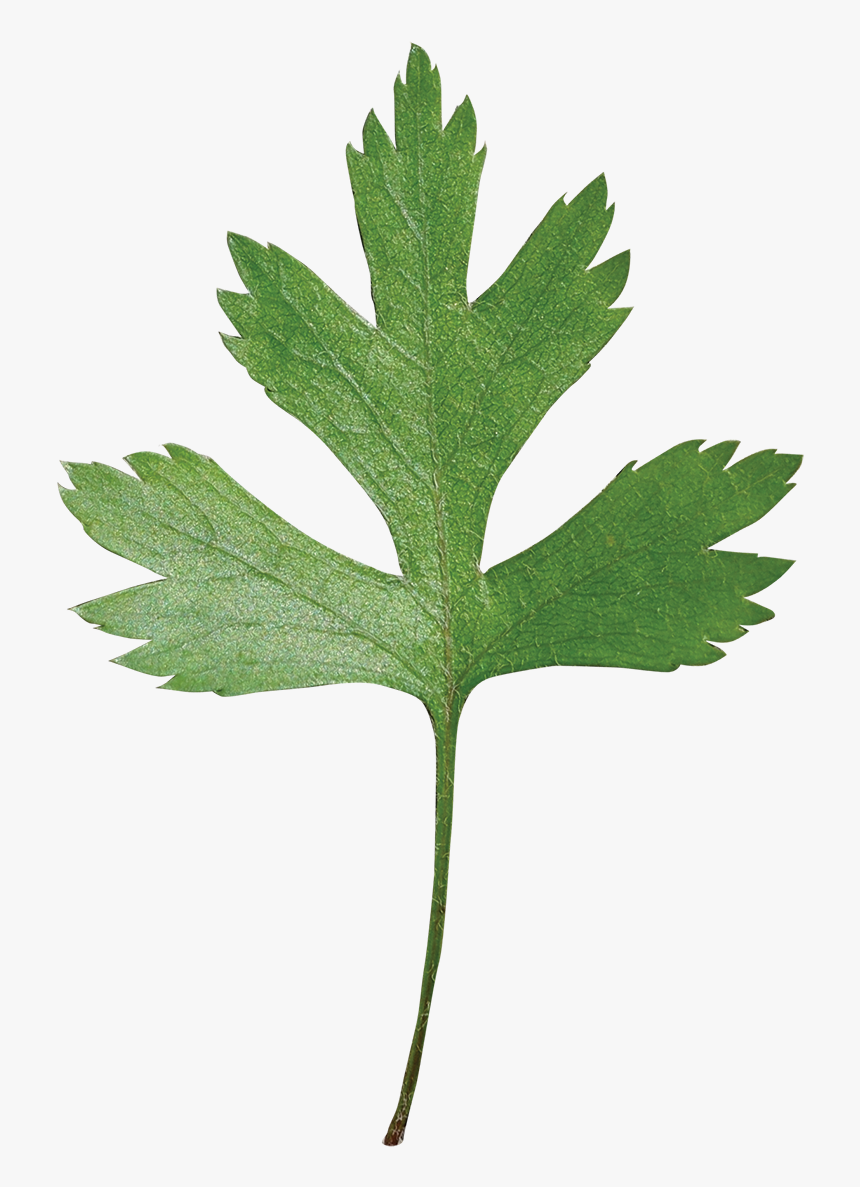 Parsley Hawthorn Leaf, HD Png Download