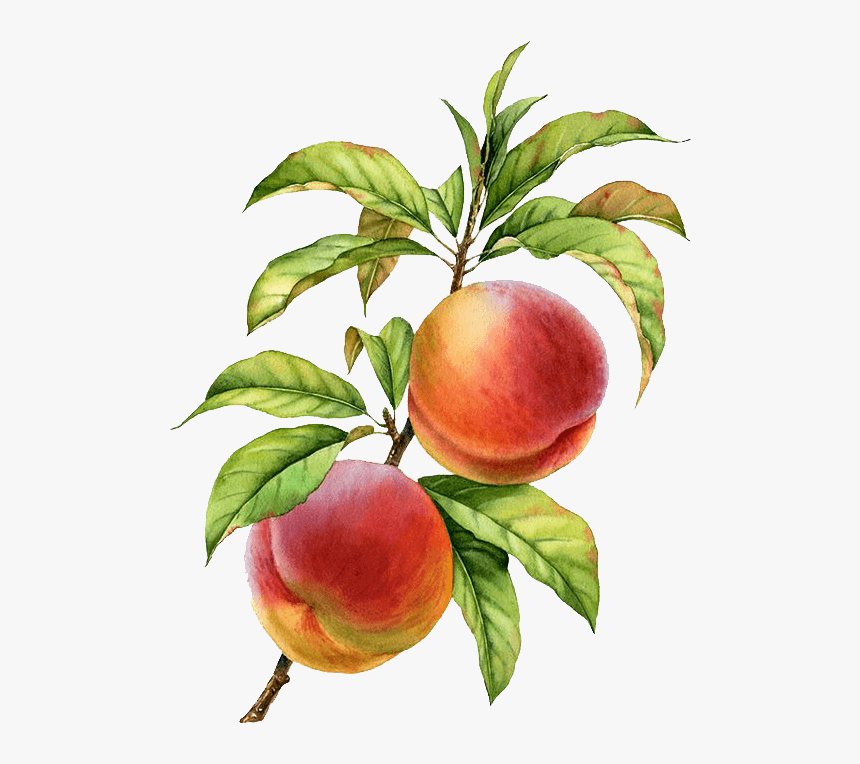 Pmm Image Peaches - Peach Botanical Drawing, HD Png Download