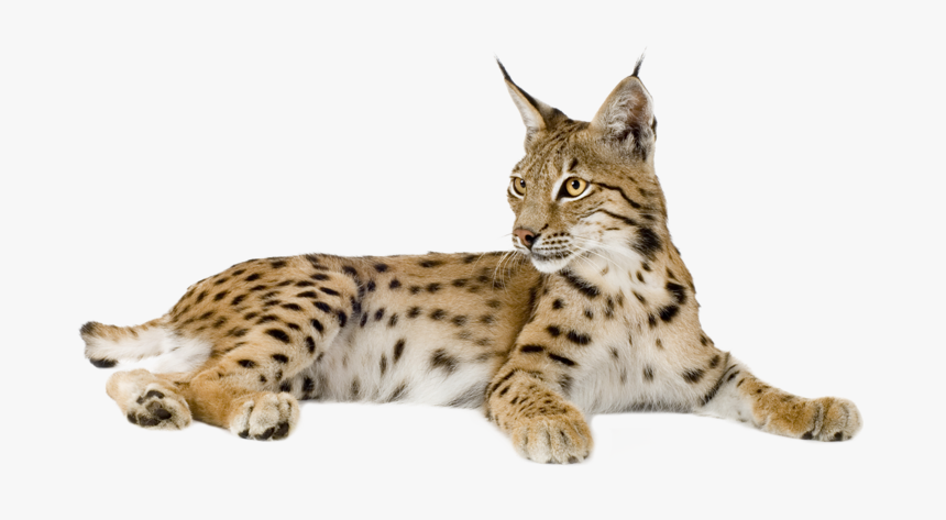 Eurasian Lynx Bobcat Felidae Kitten - Lynx Transparent, HD Png Download