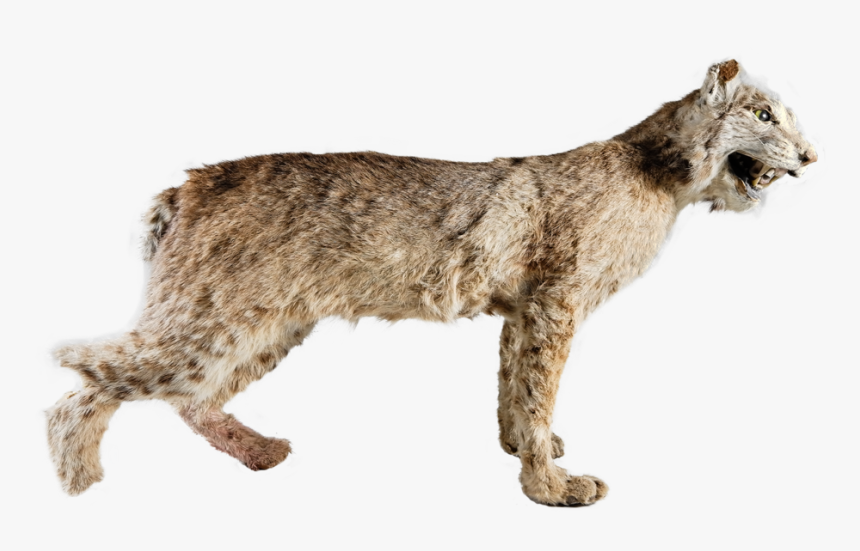 L1002772 Copy - Big Cat, HD Png Download