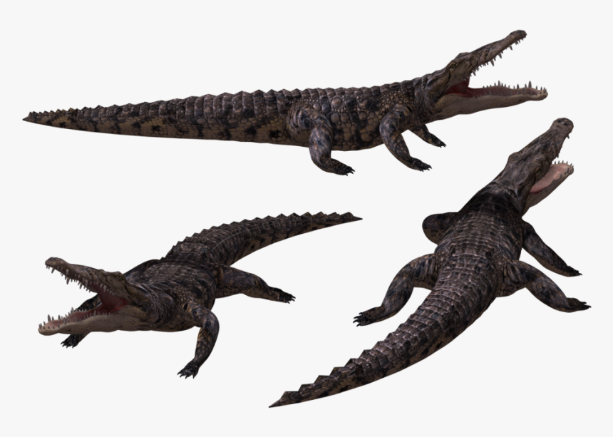 Crocodile In Png Background Black, Transparent Png