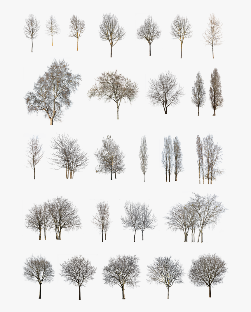 Winter Tree Png, Transparent Png