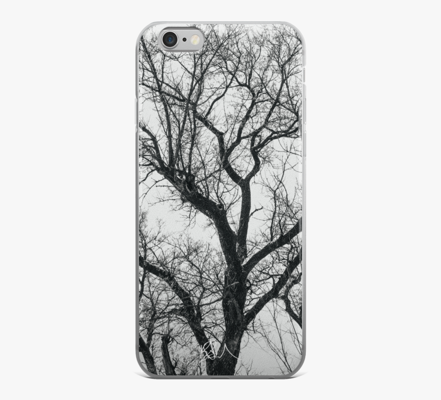 Birch, HD Png Download