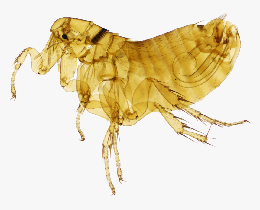 Honeybee, HD Png Download
