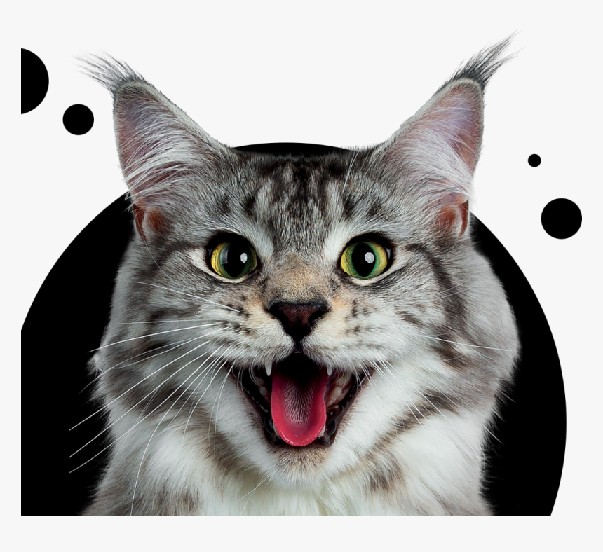 Flea Treatment For Dogs And Cats - Itch Pet, HD Png Download