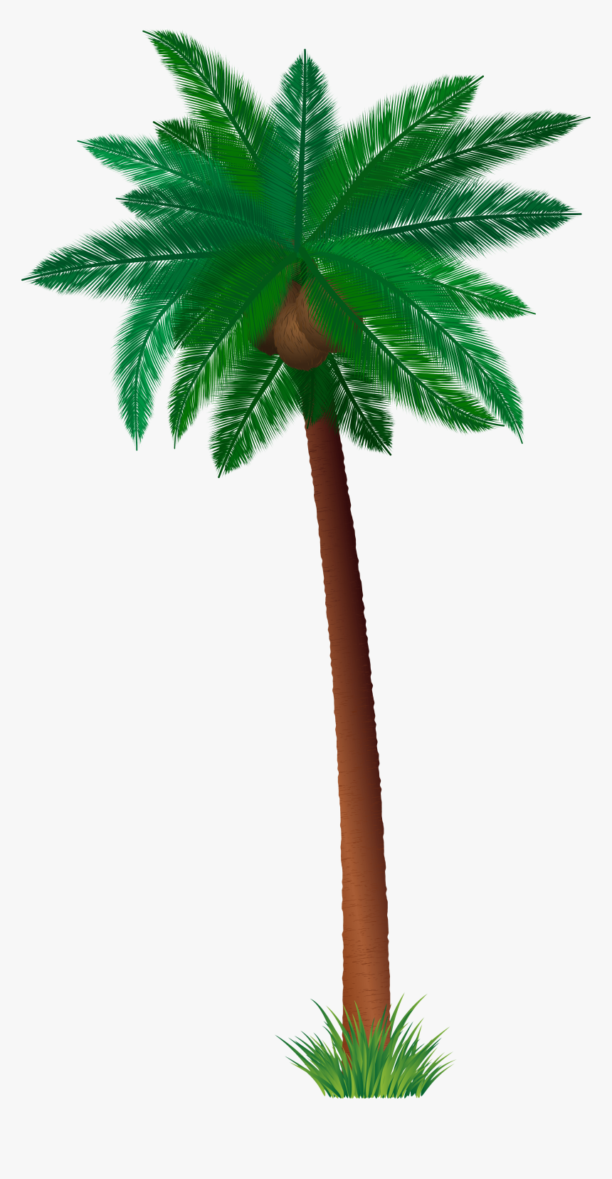 Coconut Tree - Borassus Flabellifer, HD Png Download
