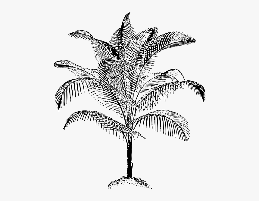 Miniature Coconut Palm Png Images - Palm Vector, Transparent Png
