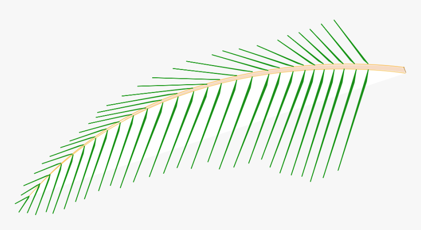 Coconut, HD Png Download