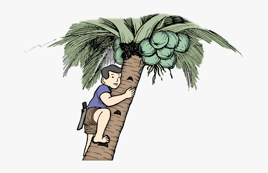 - Man On Coconut Tree , Png Download - Climbing Coconut Tree Clipart, Transparent Png