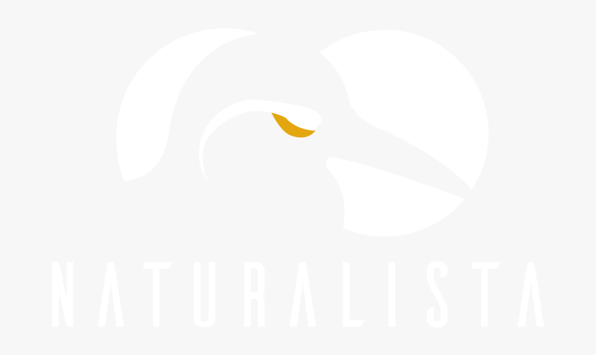 Thumb Image - Hornbill, HD Png Download