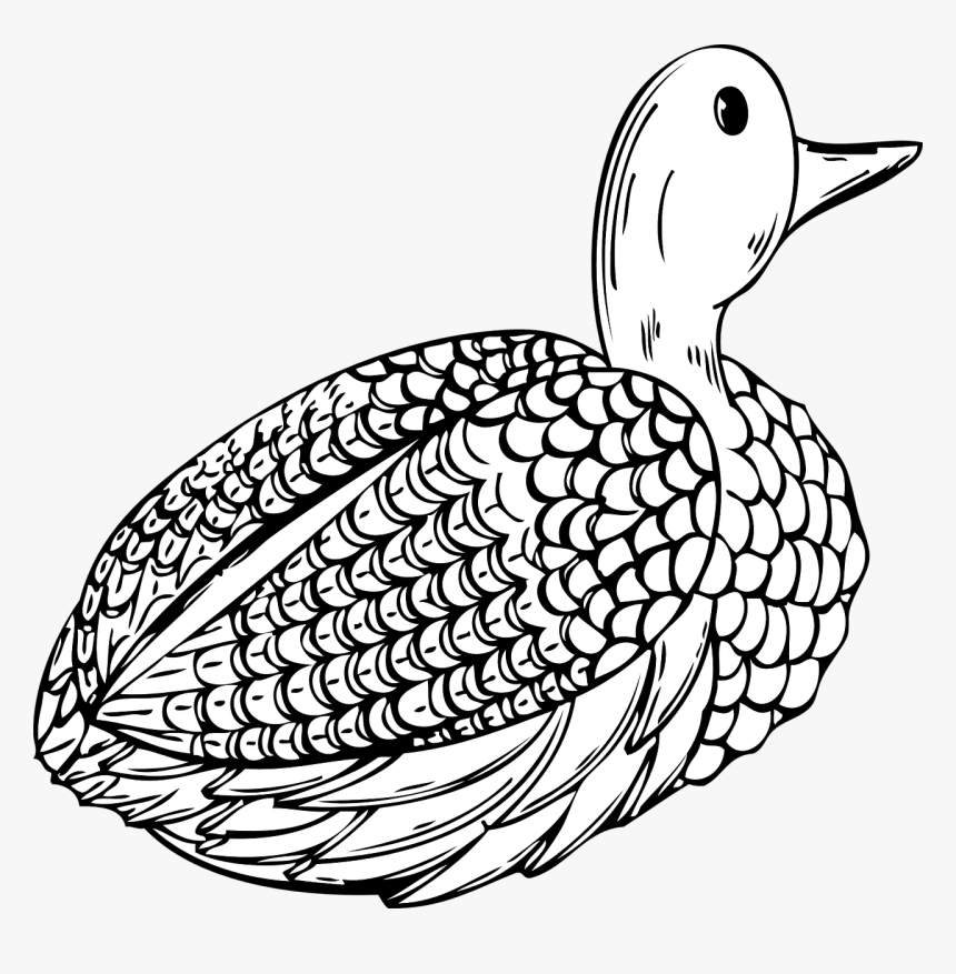 Kachna Omalovánky, HD Png Download