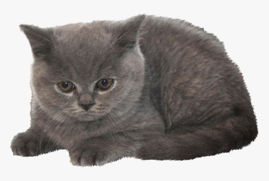 Razas De Gatos Pequeños Que No Crecen, HD Png Download