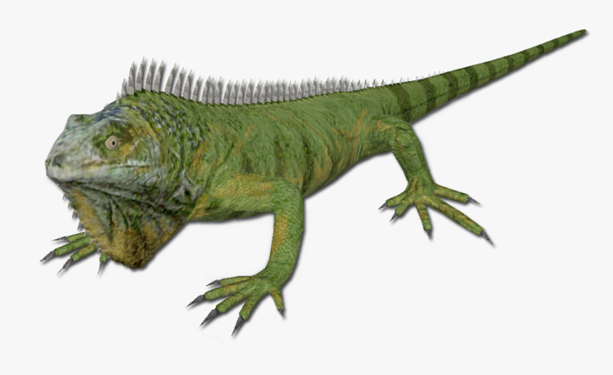 Iguana - Iguana Png, Transparent Png