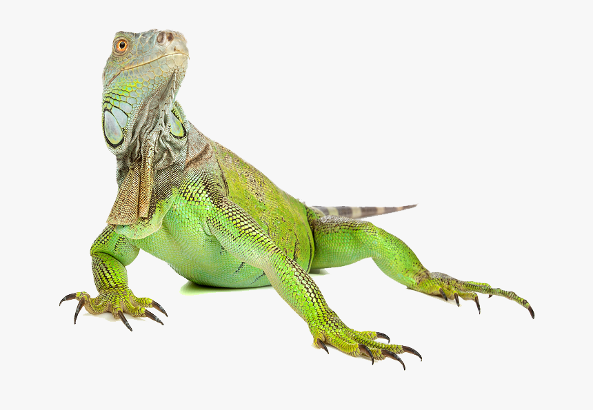 Download Iguana Png Image - Iguana Png, Transparent Png
