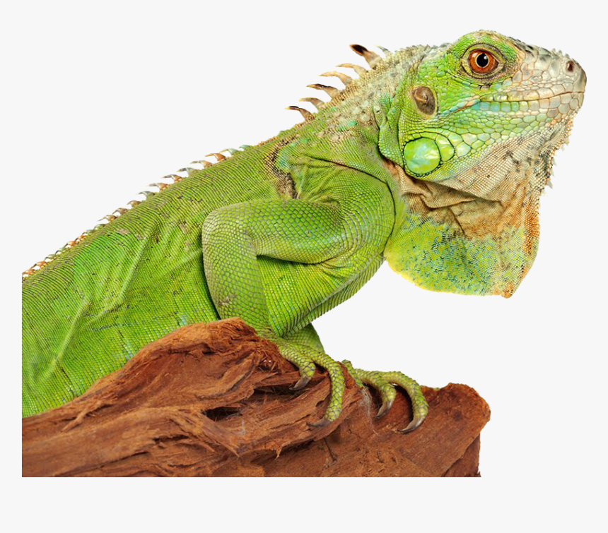 Download Iguana Png Photo - Iguana Png, Transparent Png