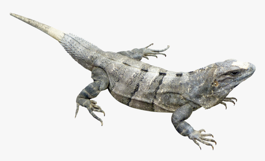 Iguana Png Image - Iguana Png, Transparent Png
