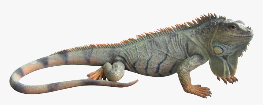 Thumb Image - Iguana Png, Transparent Png