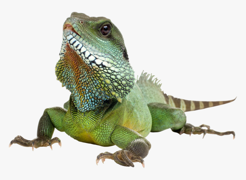 Download Iguana Transparent Background - Iguana Transparent Background, HD Png Download