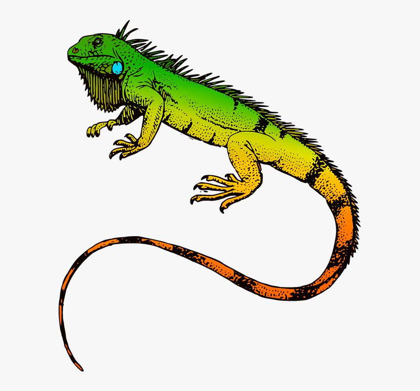 Green Iguana T-shirt Reptile Sticker Lizard - Iguana Png, Transparent Png