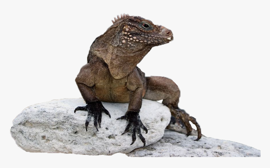 Thumb Image - Green Iguana, HD Png Download