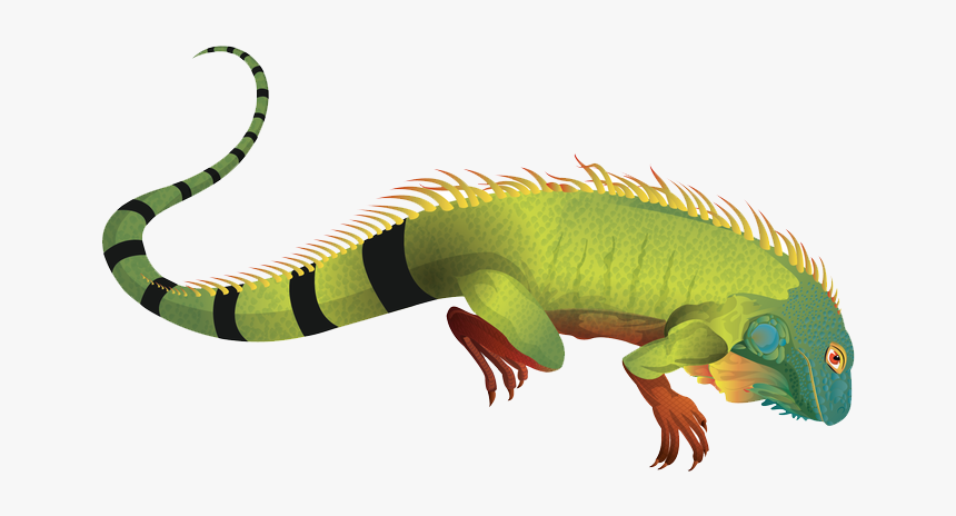 Download Iguana Png Pic For Designing Work - Transparent Background Iguana Clipart Png, Png Download