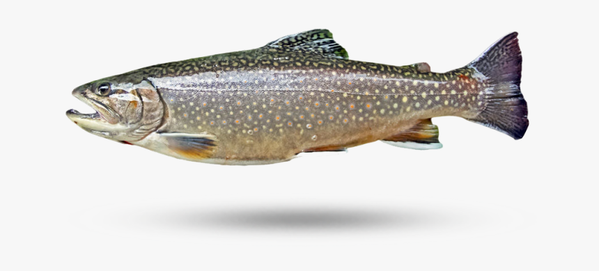 Lake Trout - Truite Omble De Fontaine, HD Png Download