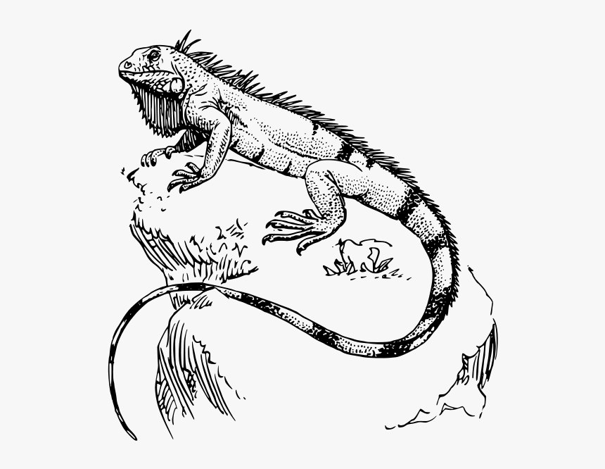 Iguana Png Clip Arts - Iguana Drawing, Transparent Png